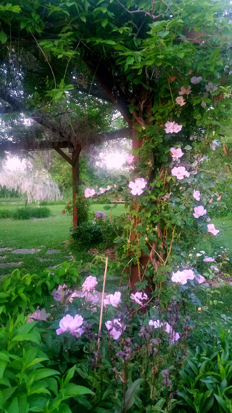 ROSE AND GARDEN PEONY IN BLOOM; WHITE TREE PEONY IN DISTANCE